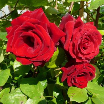 Rosier Grimpant Messire Delbard® - Image 2