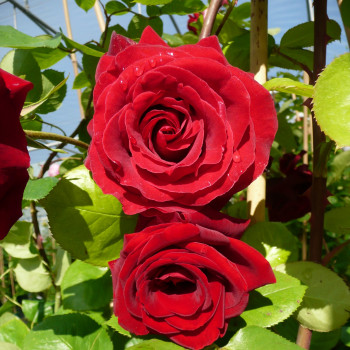 Rosier Grimpant Messire Delbard® - Image 3
