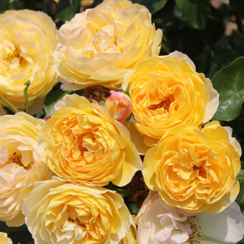 Rosier Château de Cheverny® Le rosier tige