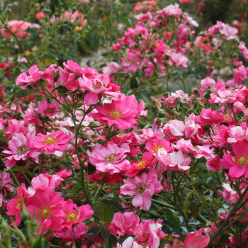 Rosier Rose Cascade®