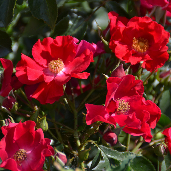 Rosier Rouge Cascade®