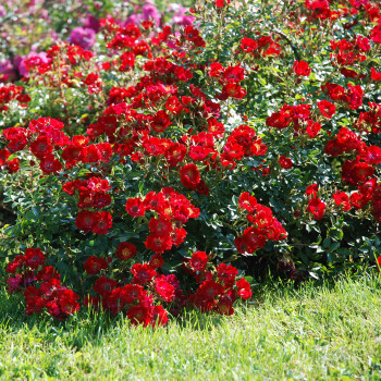 Jardin rouge