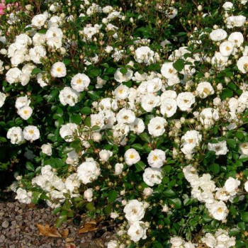 Rosier Bordure Blanche® - Image 1