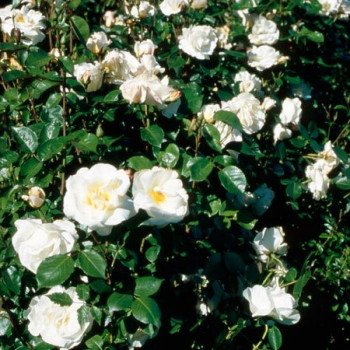 Rosier Bordure Blanche® - Image 2