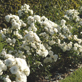 Rosier Bordure Blanche® - Image 3