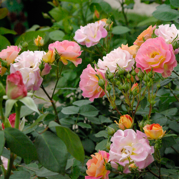 Rosier Bordure Camaïeu®