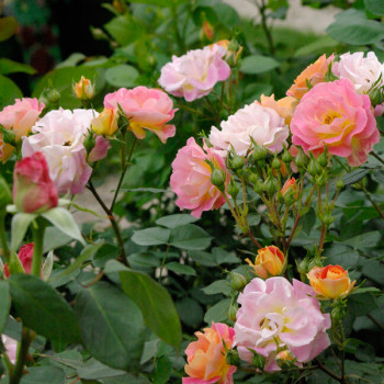 Rosier Bordure Camaïeu® - Image 1