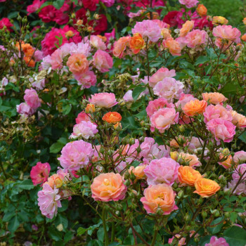 Miniature slider - Rosier Bordure Camaïeu®
