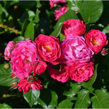 Rosier Bordure Magenta® - Image 3
