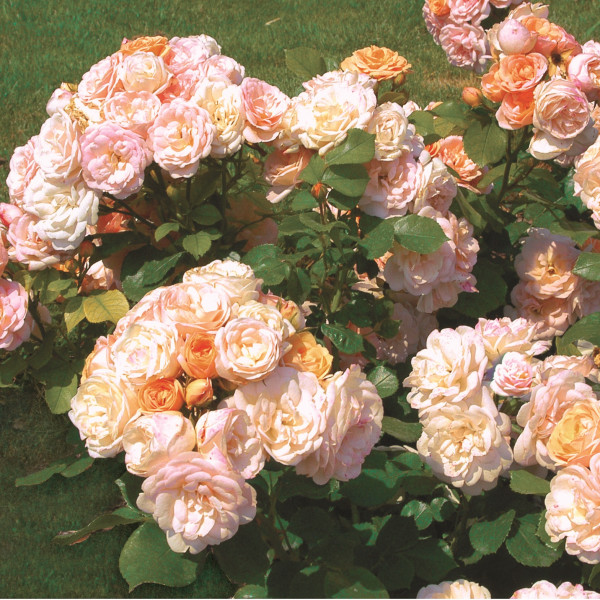 Rosier Bordure Nacrée®