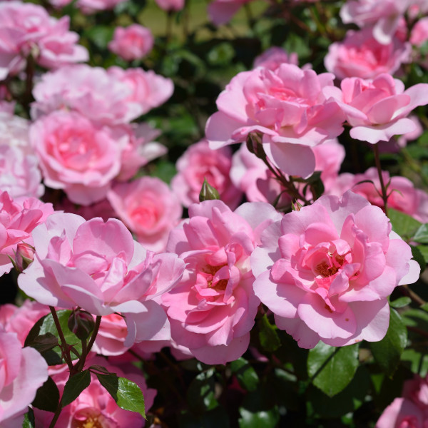 Rosier Bordure Rose®