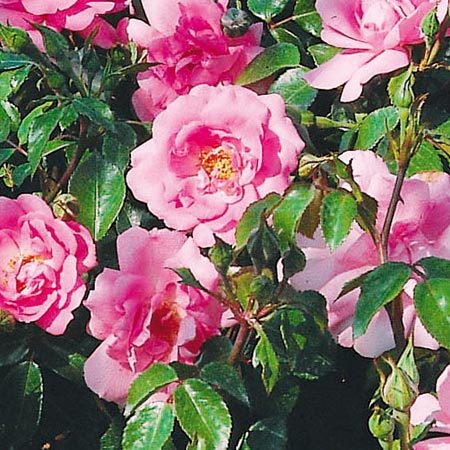 Rosier Bordure Rose®