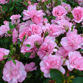 Rosier Bordure Rose®