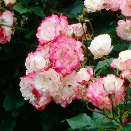 Rosier Carmagnole®