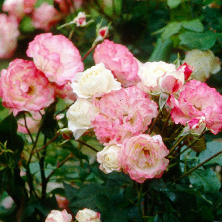 Rosier Carmagnole®