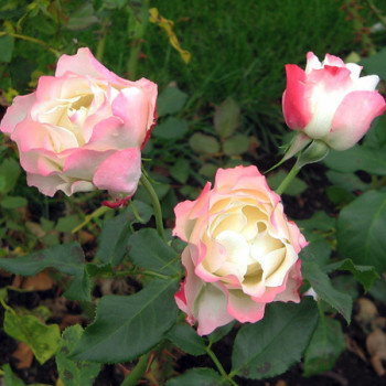 Rosier Carmagnole®