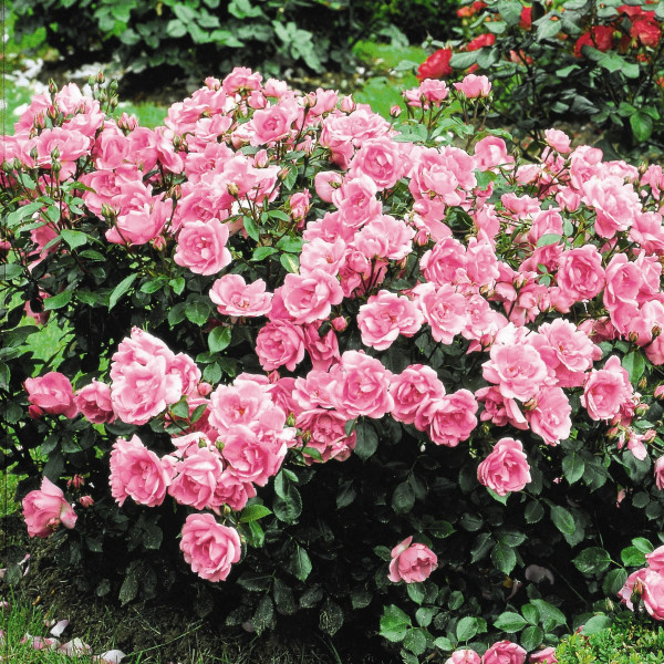 Rosier Centenaire de Lourdes® Rose