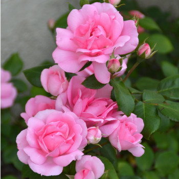 Rosier Centenaire de Lourdes® Rose