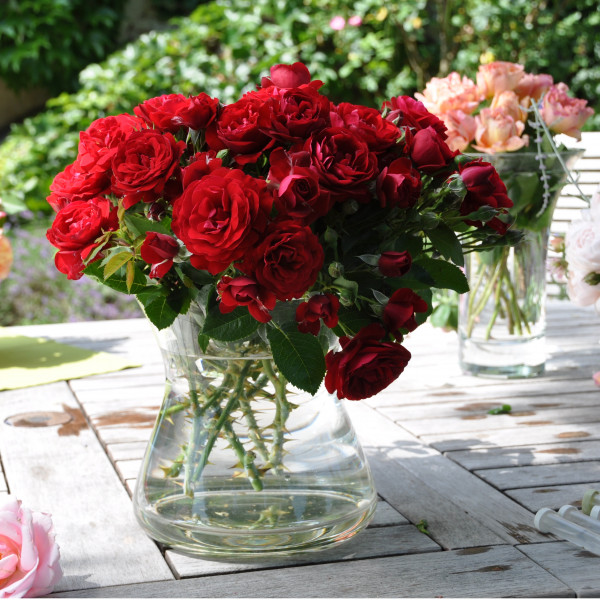 Rosier Coeurs de Vendée®