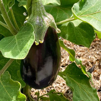 Aubergine Bonica