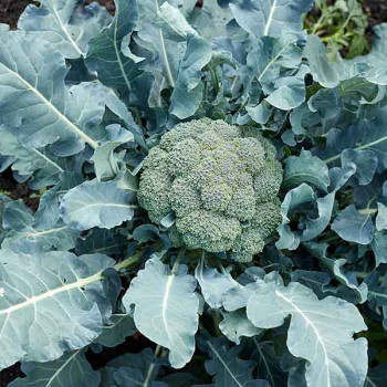 Chou Brocoli Marathon