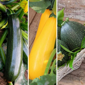 Miniature slider - Collection 3 courgettes