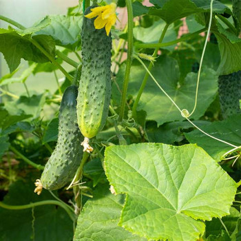 Cornichon vert Petit de Paris