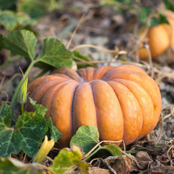 Courge Musquée de Provence