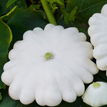 Courge Patisson blanc