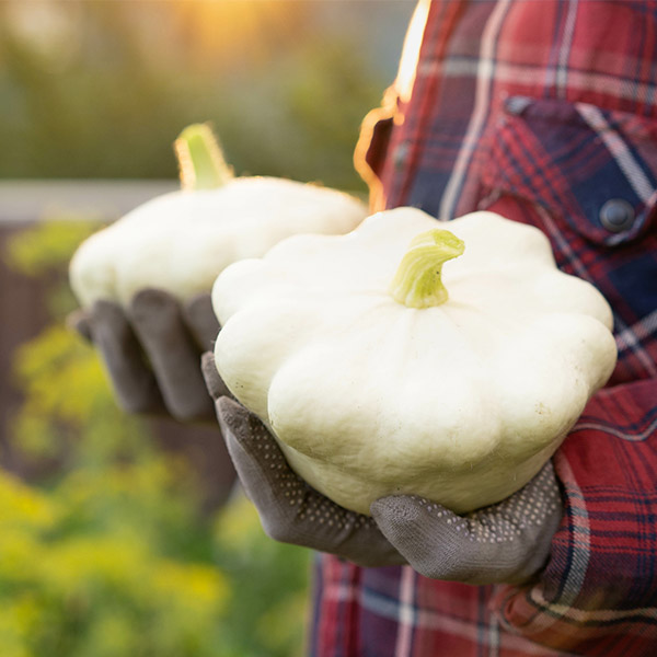 Courge Patisson blanc