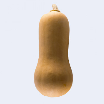 Courge Sucrine du Berry - Image 1