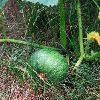 Courgette Ronde de Nice - Image 1