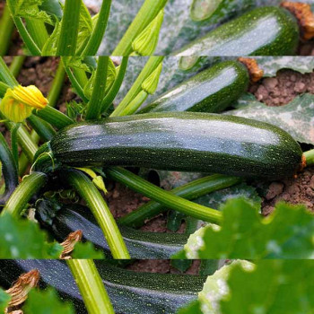 Courgette Diamant