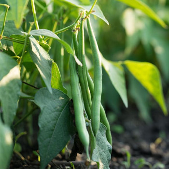 Haricot vert nain Totem