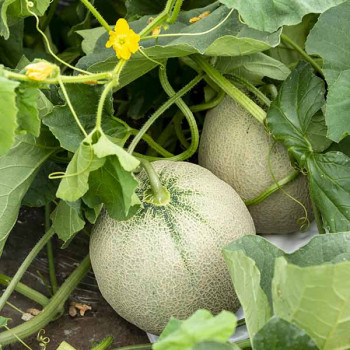 Melon brodé Panchito - Image 1