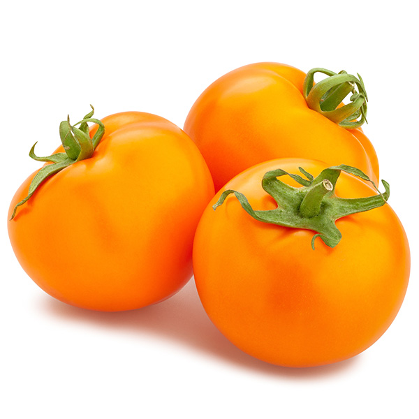 Tomate Orange Queen