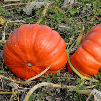 Potiron Rouge vif d'Etampes