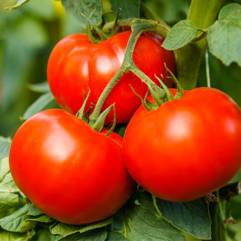 Miniature slider - Tomate Cobra