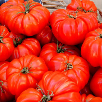 Tomate Marmande