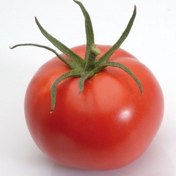 Tomate Montfavet