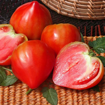 Tomate Coeur de Boeuf - Image 2