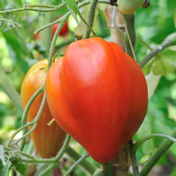 Tomate Coeur de Boeuf