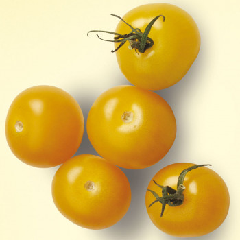 Tomate Cerise Gold Nugget - Image 1