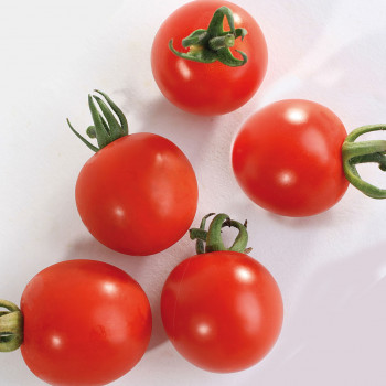 Tomate Cerise Supersweet 100 F1 - Image 1
