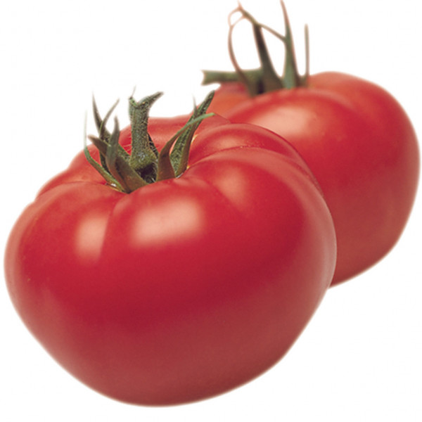 Tomate Marmande