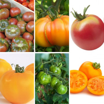 Collection tomates colorées