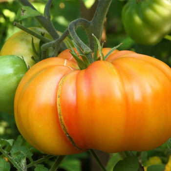 Miniature slider - Tomate Ananas
