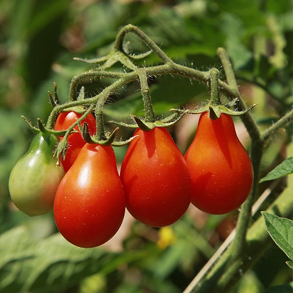 Collection tomates cerises