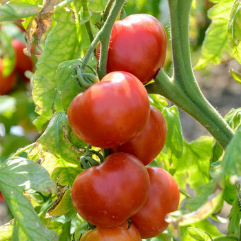 Tomate Fournaise