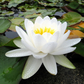 Nénuphar Marliacea Albida